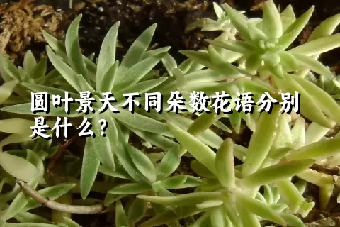 圆叶景天不同朵数花语分别是什么？