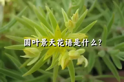 圆叶景天花语是什么？