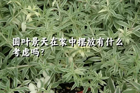 圆叶景天在家中摆放有什么考虑吗？