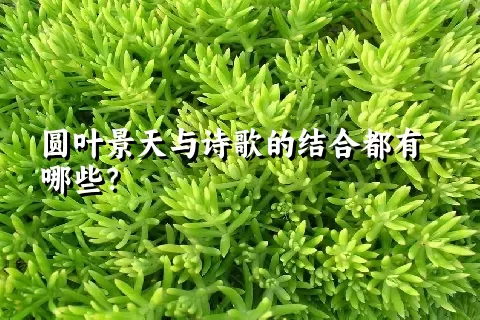 圆叶景天与诗歌的结合都有哪些？