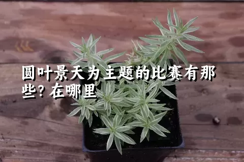 圆叶景天为主题的比赛有那些？在哪里