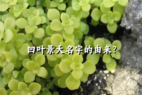 凹叶景天名字的由来？