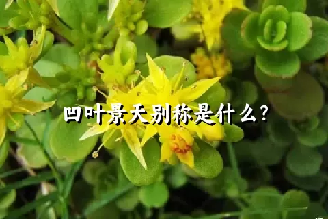 凹叶景天别称是什么？