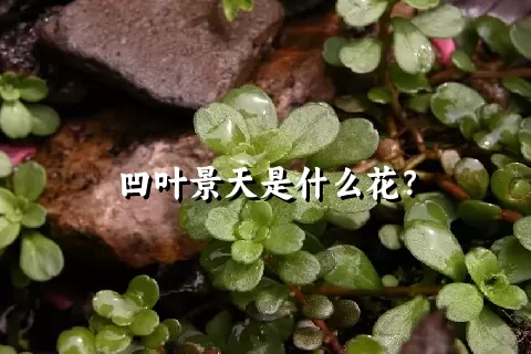 凹叶景天是什么花？