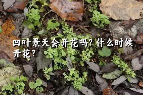 凹叶景天会开花吗？什么时候开花？