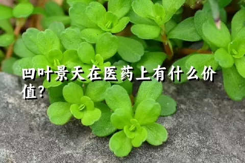 凹叶景天在医药上有什么价值？