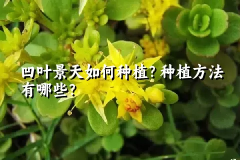 凹叶景天如何种植？种植方法有哪些？