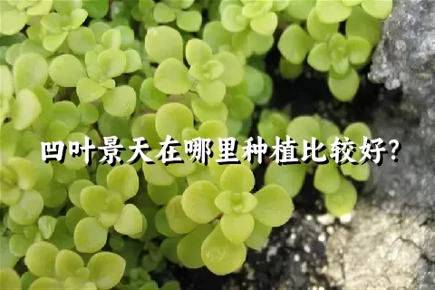 凹叶景天在哪里种植比较好？