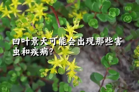 凹叶景天可能会出现那些害虫和疾病？