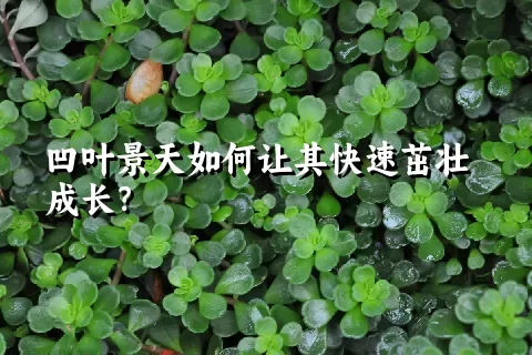 凹叶景天如何让其快速茁壮成长？