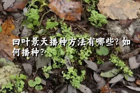 凹叶景天播种方法有哪些？如何播种？