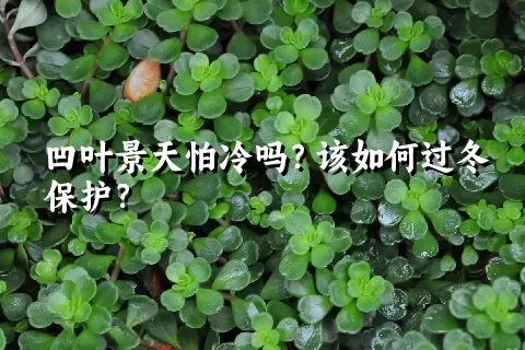 凹叶景天怕冷吗？该如何过冬保护？