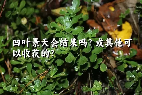 凹叶景天会结果吗？或其他可以收获的？