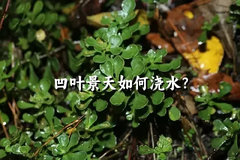 凹叶景天如何浇水？