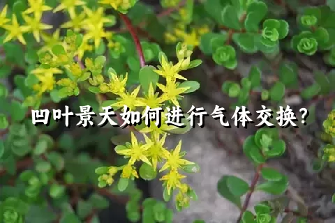 凹叶景天如何进行气体交换？