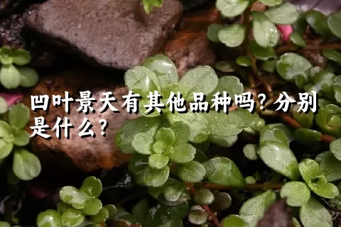 凹叶景天有其他品种吗？分别是什么？