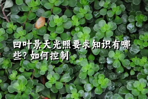 凹叶景天光照要求知识有哪些？如何控制