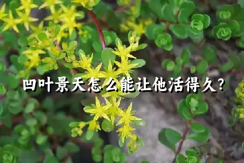 凹叶景天怎么能让他活得久？