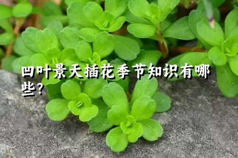 凹叶景天插花季节知识有哪些？