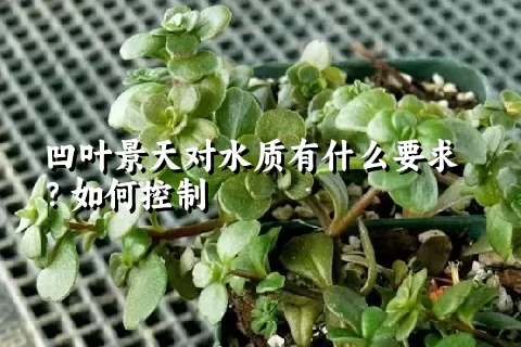 凹叶景天对水质有什么要求？如何控制