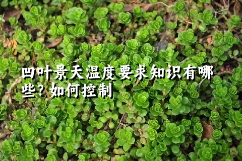 凹叶景天温度要求知识有哪些？如何控制