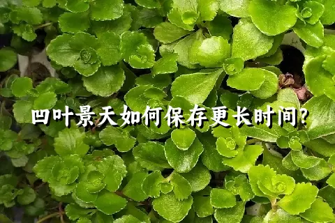 凹叶景天如何保存更长时间？