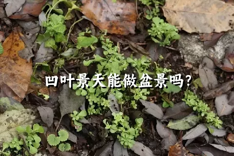 凹叶景天能做盆景吗？