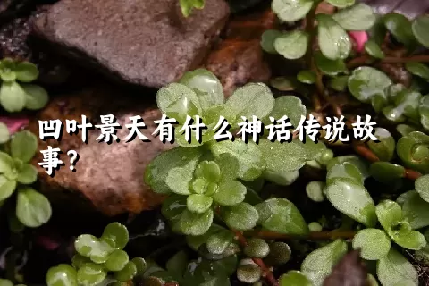 凹叶景天有什么神话传说故事？