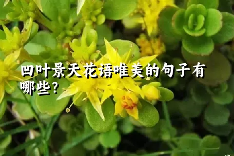 凹叶景天花语唯美的句子有哪些？