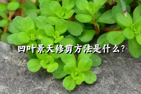 凹叶景天修剪方法是什么？