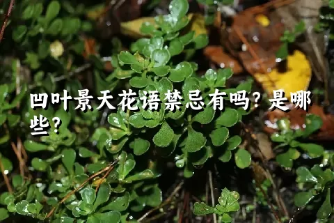 凹叶景天花语禁忌有吗？是哪些？