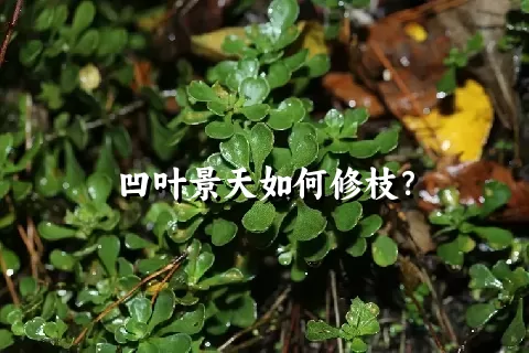 凹叶景天如何修枝？