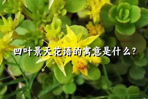 凹叶景天花语的寓意是什么？