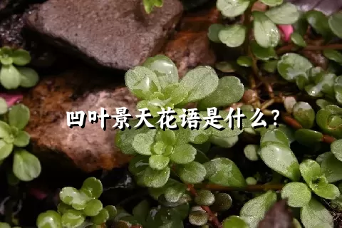 凹叶景天花语是什么？