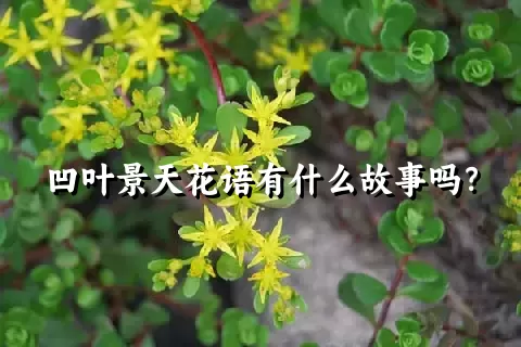 凹叶景天花语有什么故事吗？