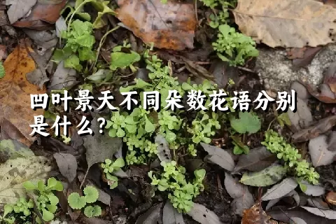 凹叶景天不同朵数花语分别是什么？