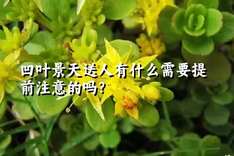 凹叶景天送人有什么需要提前注意的吗？