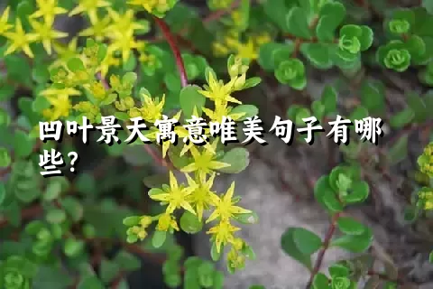 凹叶景天寓意唯美句子有哪些？