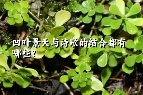 凹叶景天与诗歌的结合都有哪些？