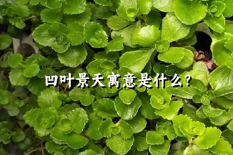 凹叶景天寓意是什么？