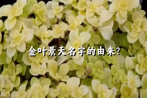 金叶景天名字的由来？