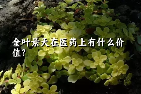 金叶景天在医药上有什么价值？