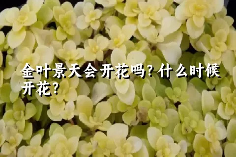 金叶景天会开花吗？什么时候开花？