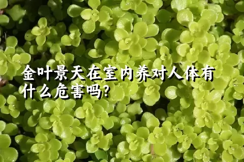 金叶景天在室内养对人体有什么危害吗？