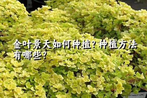 金叶景天如何种植？种植方法有哪些？