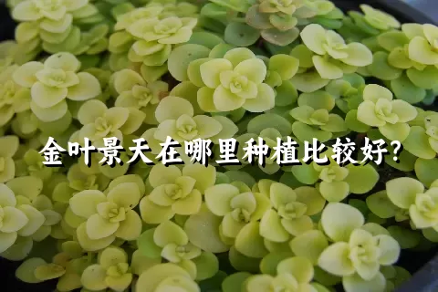 金叶景天在哪里种植比较好？