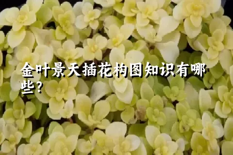 金叶景天插花构图知识有哪些？