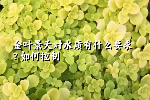 金叶景天对水质有什么要求？如何控制