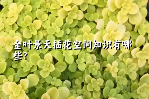 金叶景天插花空间知识有哪些？