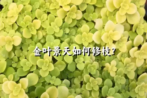 金叶景天如何修枝？